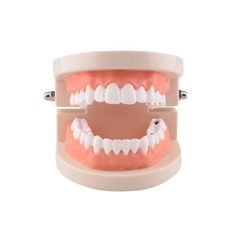 Ultrassist Dental Caries Study Model Life Size Fake Adult Dental