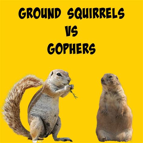 Gophers Vs Ground Squirrels Differences And Similarities Squirrels