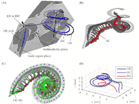 Illustration Of 3d Cochlear Anatomy Derived From Sr Pci Data A