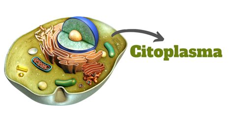 Citoplasma Origen Características Tipos Y Composición