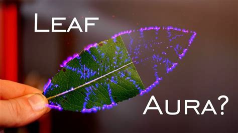 Infamous Phantom Leaf Experiment Exposed Experiments Phantom Morphogenetic Field