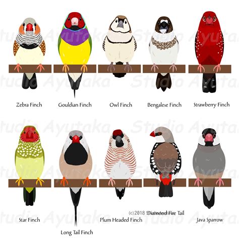 10 Pet Finches Bundle Ai Pdf Png - Etsy