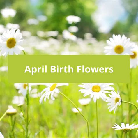 April Birth Flowers: Daisy & Sweet Pea Symbolic Meaning