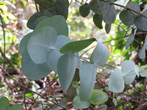 Silver Dollar Eucalyptus Tree Growing Zones Velvet Emanuel