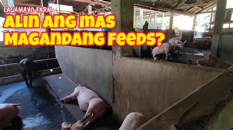 Alin Ang Mas Magandang Feeds Para Sa Ating Mga Alagang Baboy Feeding