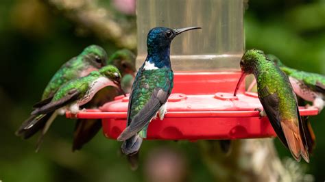 The 5 Best Types Of Hummingbird Feeders