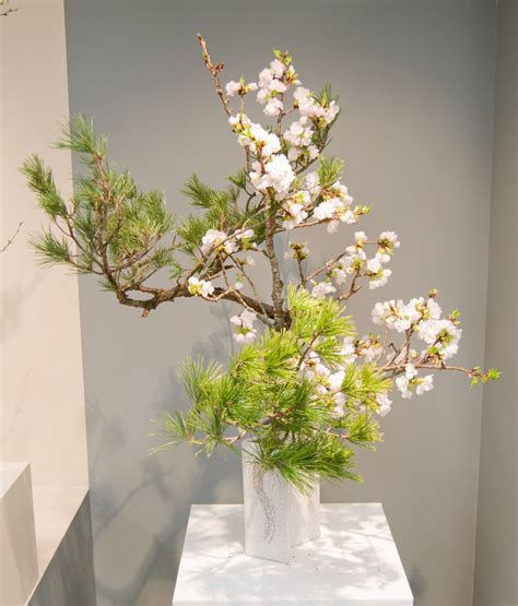 Shoka Ikenobo Arrangement With Sakura And Pine Beautiful Flowers Pretty Flowers Ikebana Sogetsu