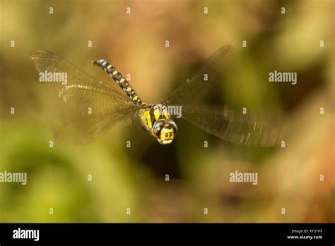 Male Southern Hawker In Flight Hi Res Stock Photography And Images Alamy