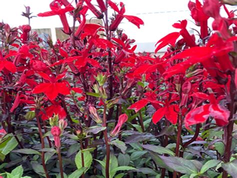 Lobelia Starship Scarlet In 2L Pot Merryhatton Garden Centre