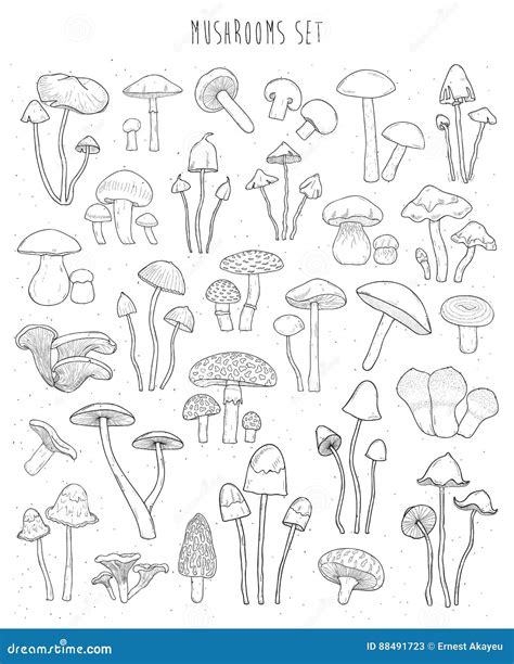 Collection Of Hand Drawn Different Types Mushrooms Sketch Vector