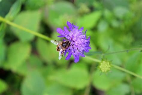 Abeille Fleur Pollinisation Photo Gratuite Sur Pixabay Pixabay