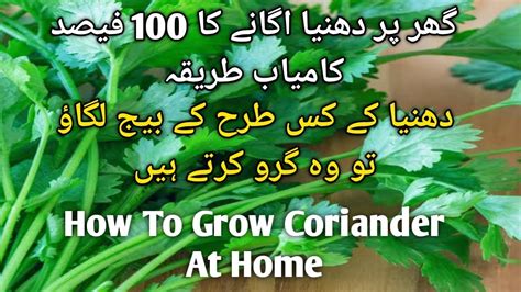 How To Grow Coriander At Home Dhaniya Ugane Ka Kamyab Tarika Youtube