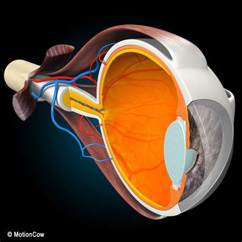 Cross Sectional Human Eye D Model