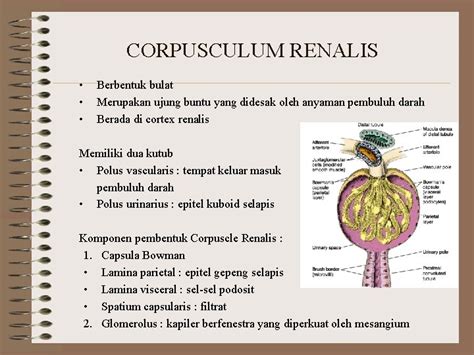 Histologi Ginjal Dr Huriatul Masdar M Sc 20