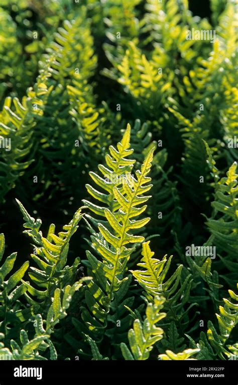 Common polypody (Polypodium vulgare) its seeds are spread as chickweed ...