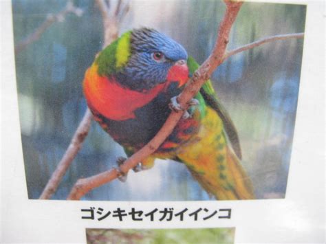 動物編のヒインコ科のゴシキセイガイインコ