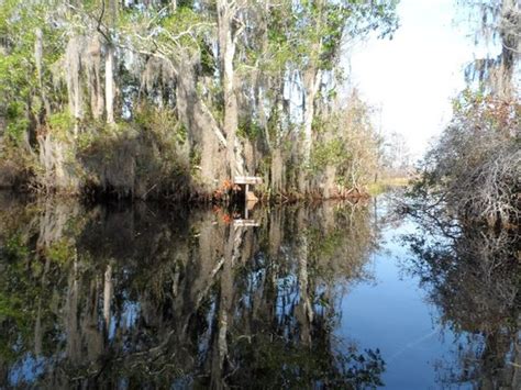 Camping and Canoeing in the Okefenokee Swamp