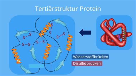 Proteine Aufbau Und Funktion Mit Video