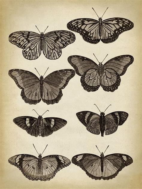 Butterfly Print Butterfly Poster Butterflies Wall Decor Scientific Butterflies Chart Vintage