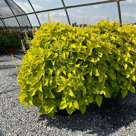 Main Street Chartres Street™ Coleus Solenostemon Scutellarioides