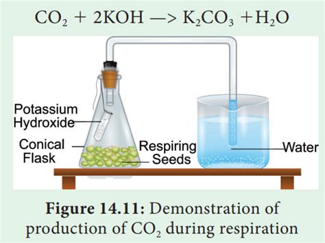 Experiment to demonstrate the production of CO2 in aerobic respiration