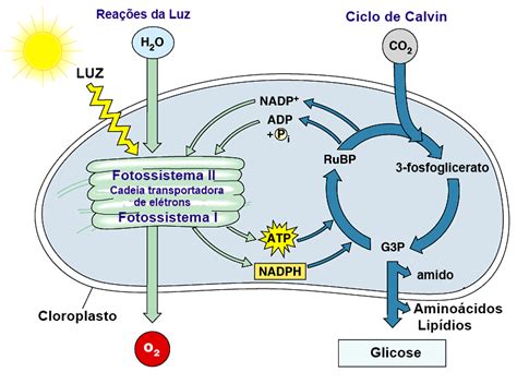 As Etapas Do Ciclo De Calvin Agriscience O Mundo Das Plantas