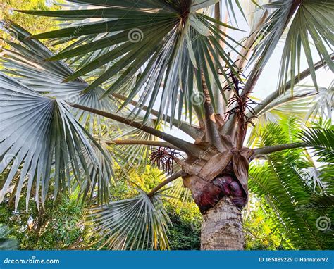 Tropical Floral Background Palm Tree Close Up Stock Image Image Of