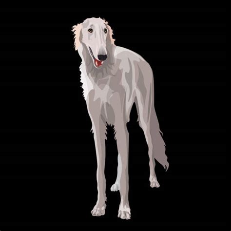 Borzoi Illustrations Royalty Free Vector Graphics And Clip Art Istock