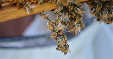 10 Beekeeping Tips Every Beginner Should Know - Dustin Bajer