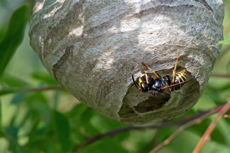 Paper Wasp Catseye Pest Control