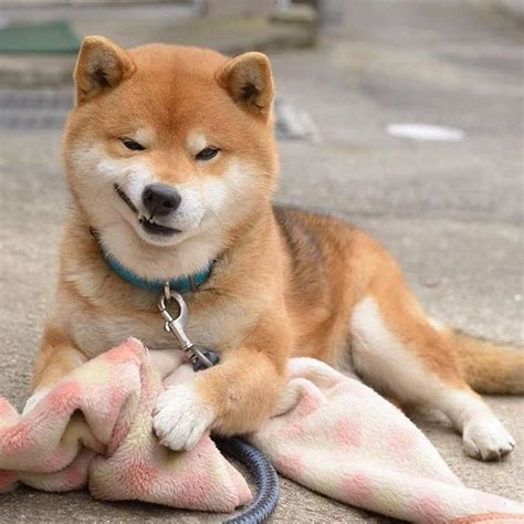 Meet Ryuji The Most Expressive Shiba From Japan Bored Panda