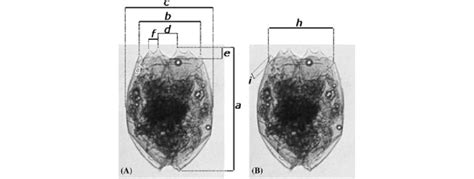 Morphometric Characters Of The Brachionus Lorica Measured A