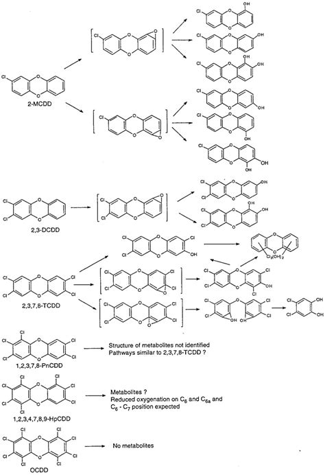 Figure 2 3 A Generalized Scheme Of Pathways For The Biotransformation