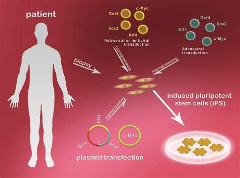 Figure 1 From For Derivation Of Human Embryonic Stem Cells Semantic