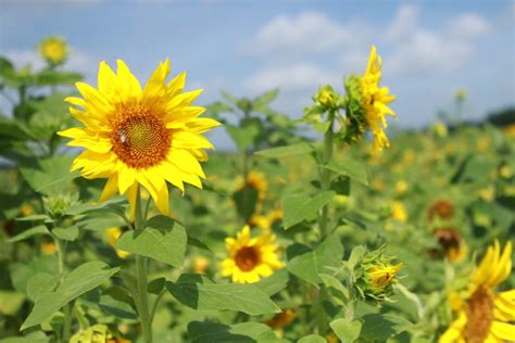 Ever Wanted a Sunflower Garden?