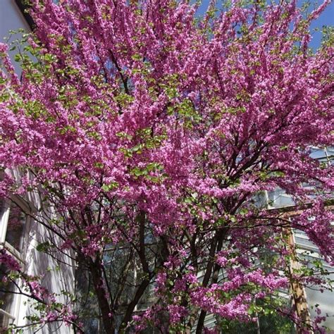 Декоративные кустарники, которые нужно посадить с осени, чтобы ...