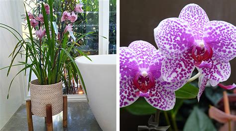 Caring For Flowering Indoor Plants Flower Power