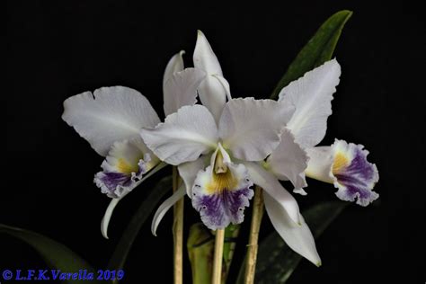 Melhor Cattleya Labiata Coerulea Foto 2 Cultivo Orquid Flickr