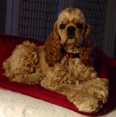 Crimson Tide Chloe, 10 Month Old Buff Cocker Spaniel