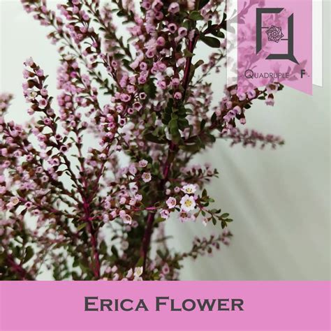 Erica Flower - Quadruple Flower | Flower Bouquets & Preserved Flowers | Hong Kong Flower Shop