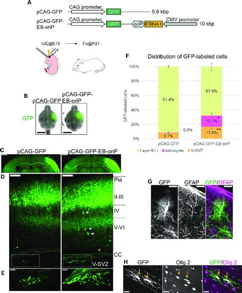 Transgene Expression In Not Only Neurons But Also Astrocytes And