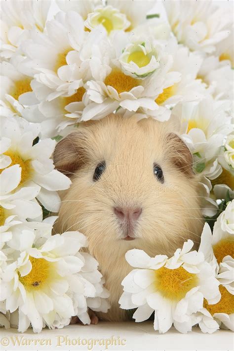 🔥 [30+] Cute Guinea Pig Wallpapers | WallpaperSafari