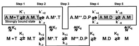 Acto-myosin ATPase cycle reaction scheme. A = actin, M = myosin (M* and ...