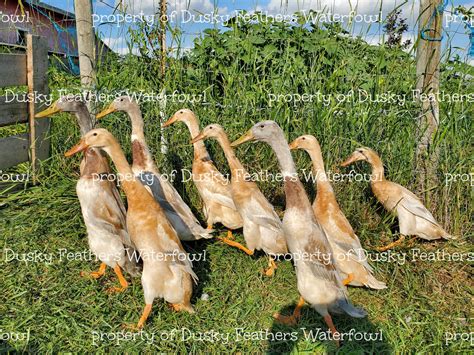 Dusky Feathers Waterfowl Apricot Trout Indian Runner Duck Project Group