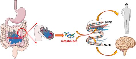 Les Microbiotes Humains Des Alliés Pour Notre Santé Encyclopédie De