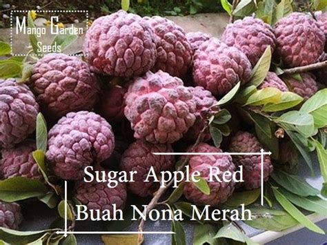 Rare Red Sugar Apple Fruits Seeds 50 Seed Big Pot Friendly