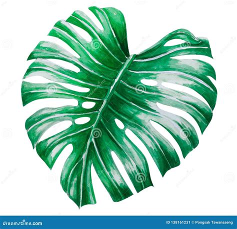 Illustration Tropicale D Aquarelle De Feuilles De Monstera Vert D