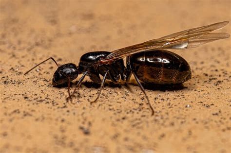 Hembra Adulta De Hormiga Reina Carpintera Foto Premium