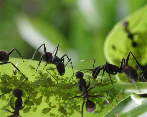 Hormiga Características Hábitat Reproducción Y Mucho Más