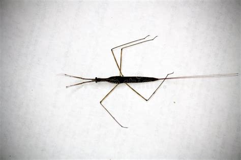 Indian Stick Insect Carausius Morosus Being Devoured By Ants Pix